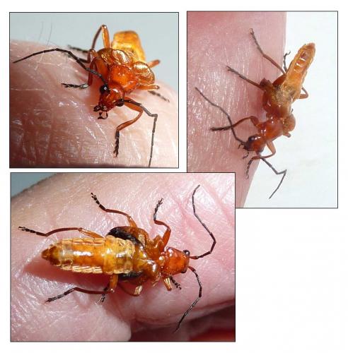 Réf. 263 032 : Rhagonycha fulva
